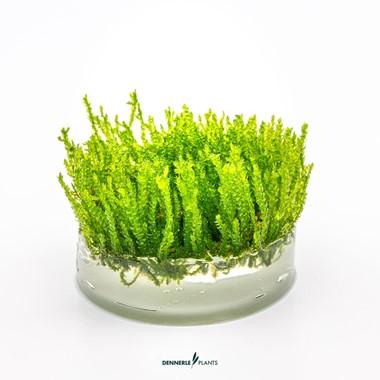 Dennerle Plants - Vesicularia ferriei „PLAČÚCI MACH“ (In-Vitro)