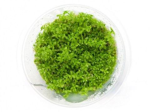GrowCup Hemianthus micranthemoides - In Vitro