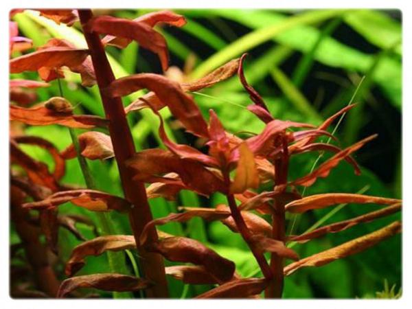 GrowCup Ammania senegalensis - In Vitro