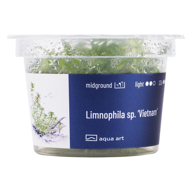Limnophila Vietnam - InVitro