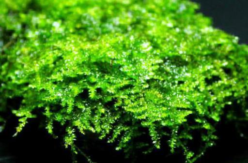Akváriový mach Vesicularia sp. China moss