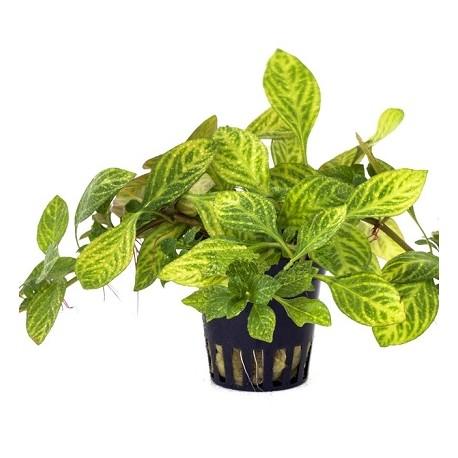 Ludwigia species Atlantis