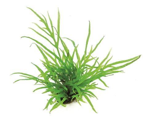 Dennerle Plants - Microsorum pteropus „Trident“