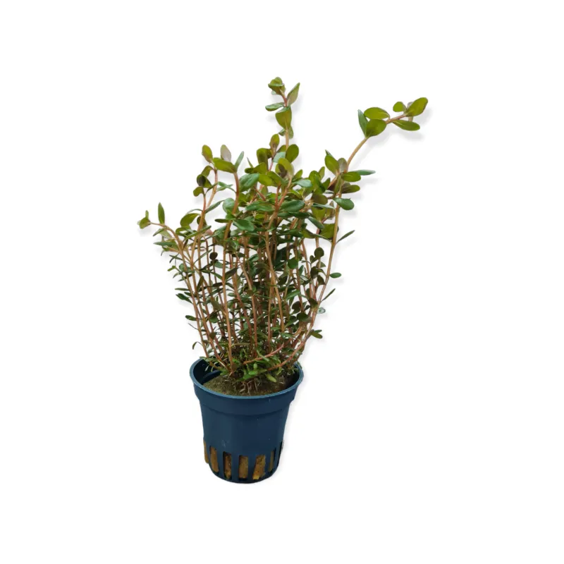 Dennerle Plants - Rotala rotundifolia Laos