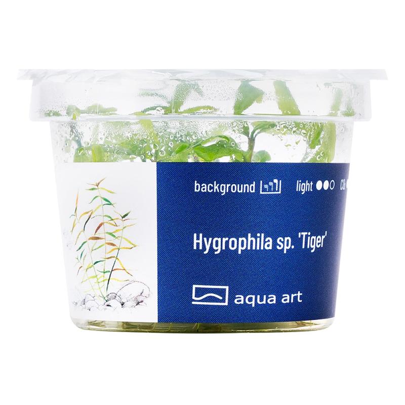 Hygrophila Polisperma sp. 'Tiger' - InVitro