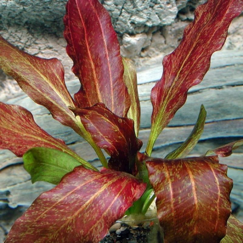 Echinodorus sp. Red Flame