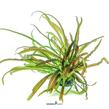 Dennerle Plants - Cryptocoryne crispatula (In-Vitro)