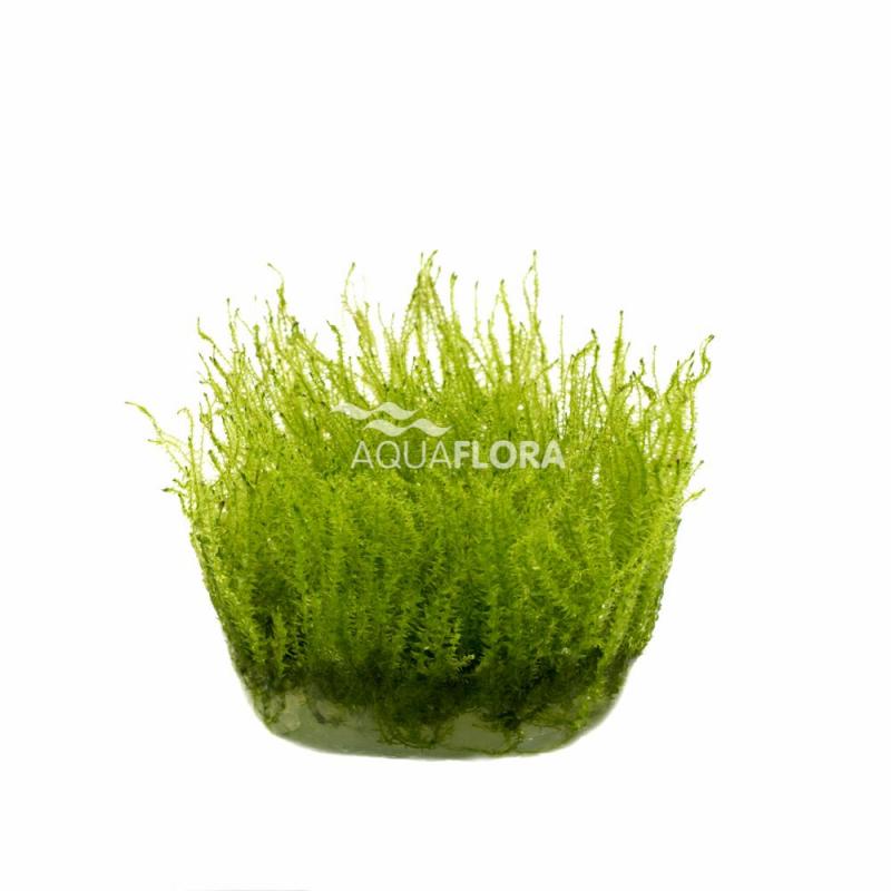 Leptodictyum riparium (stringy moss) - In Vitro Cup