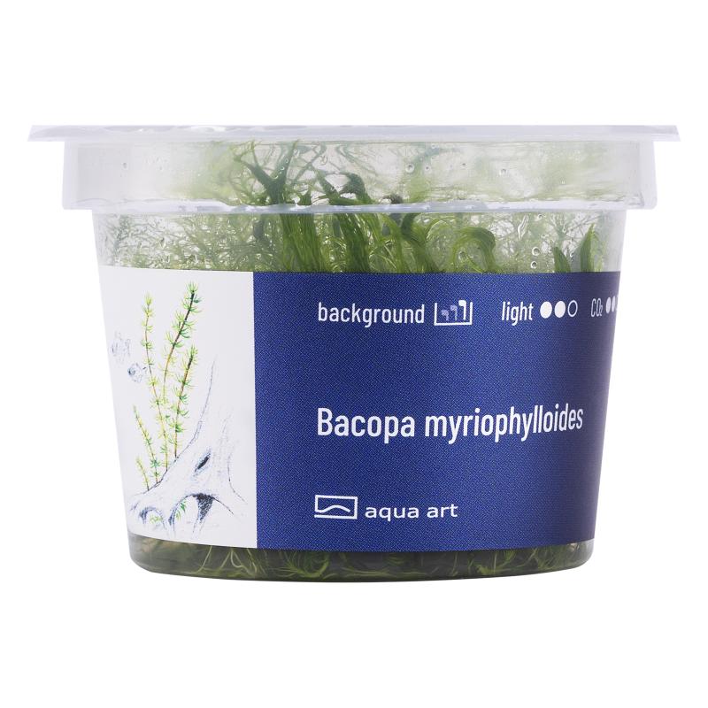 Bacopa myriophylloides - InVitro