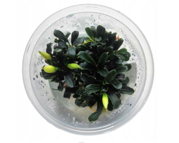 GrowCup Bucephalandra spec. Aqua Artica - In Vitro
