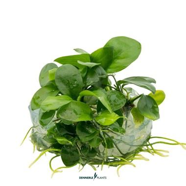 Dennerle Plants - Anubias barteri var. nana (In-Vitro)