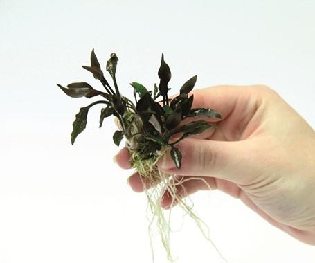Dennerle Plants - Cryptocoryne lutea Hobbit
