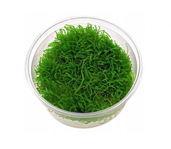 Taxiphyllum barbieri - Java moss