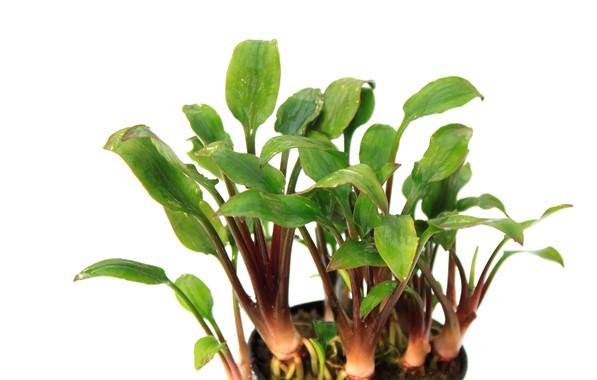Dennerle Plants - Cryptocoryne lutea Hobbit