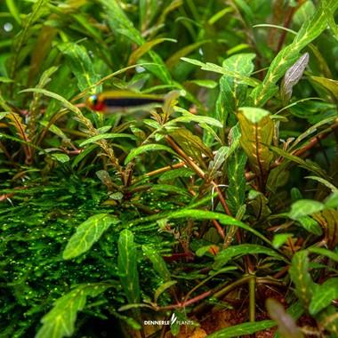 Dennerle Plants - Hygrophila pinnatifida (In-Vitro)
