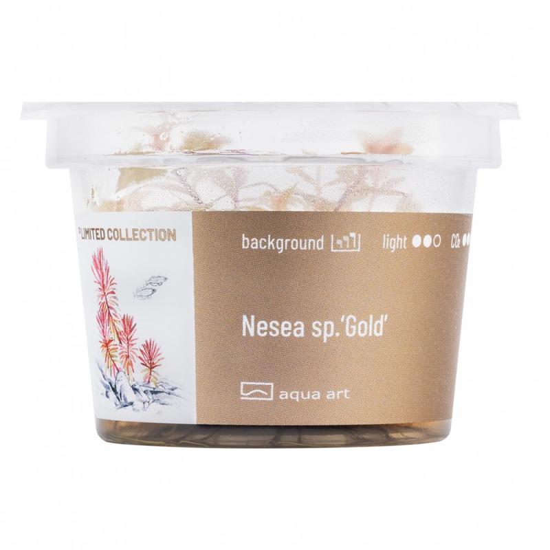 Nesea sp. 'Gold' - InVitro