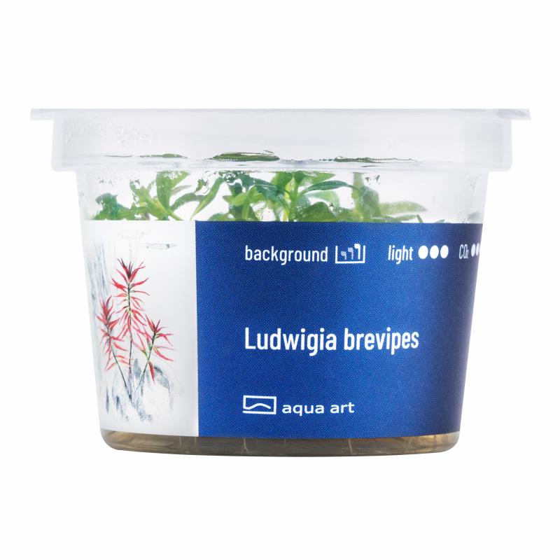 Ludwigia brevipes - InVitro