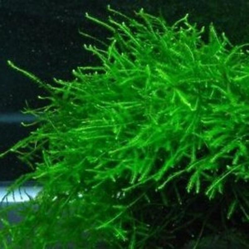 Akváriový mach Taxiphyllum barbieri Java moss