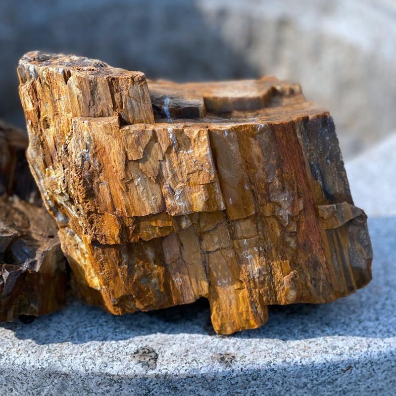 Petrified Wood - skamenelé drevo