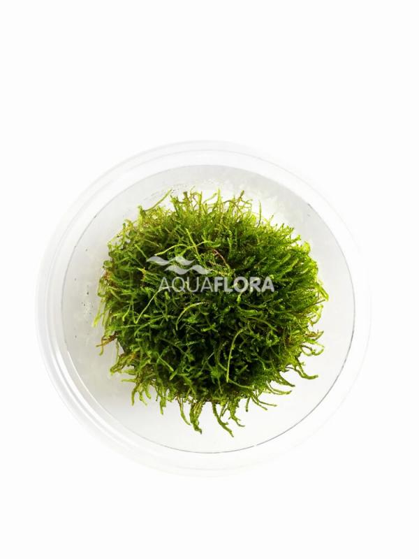 Taxiphyllum sp. 'Giant' - In Vitro Cup