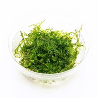 Akváriový mach Christmas moss (Vesicularia montagnei)