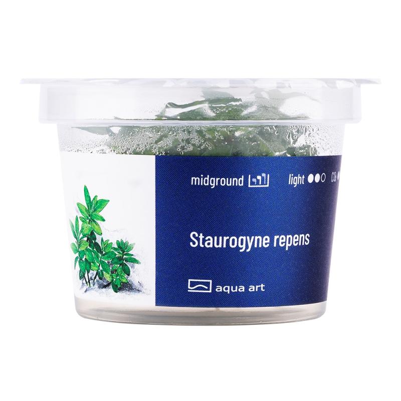 Staurogyne repens - InVitro