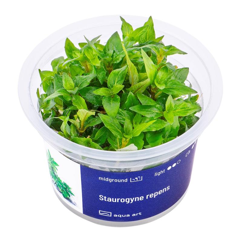 Staurogyne repens - InVitro