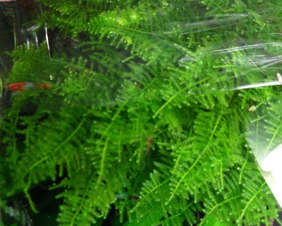 Akváriový mach Taxiphyllum alternans Taiwan moss