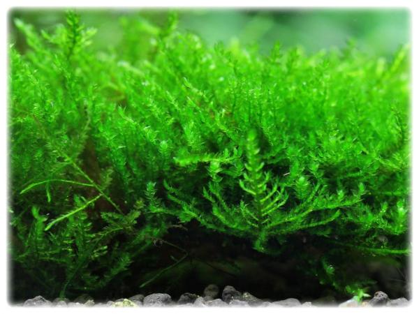 Akváriový mach Vesicularia sp. Creeping moss