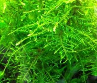 Akváriový mach Taxiphyllum alternans Taiwan moss