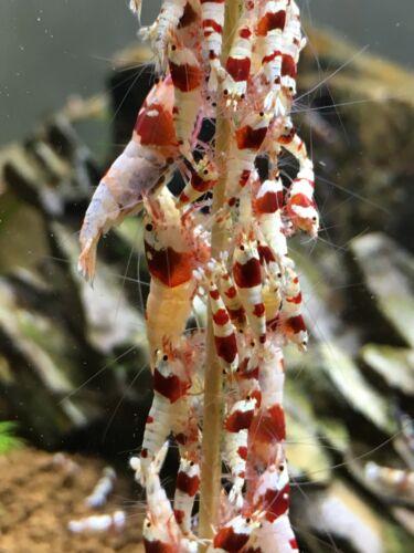 Shrimp lollies 20cm MIX