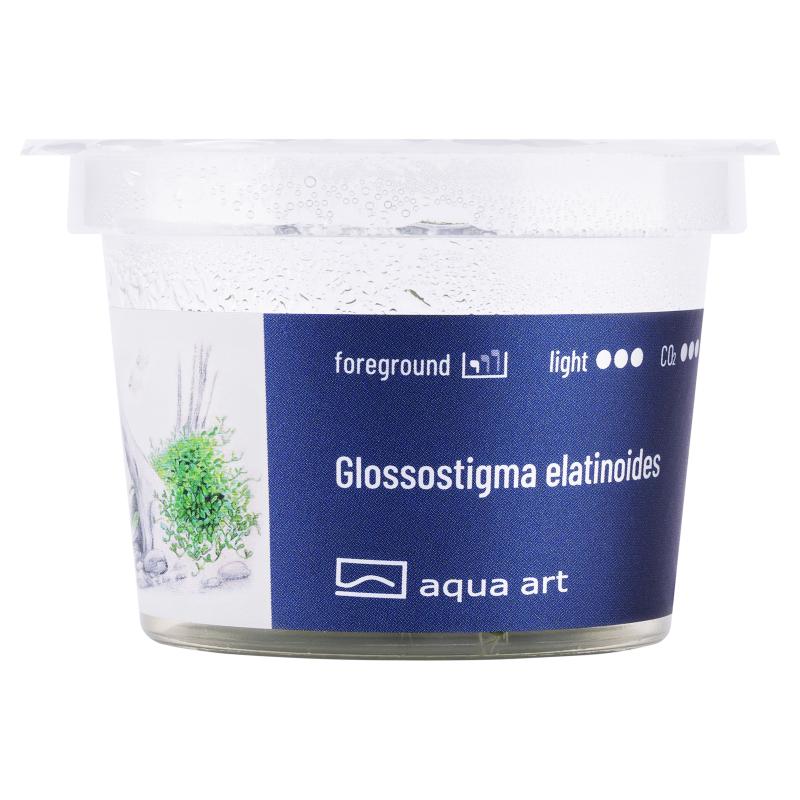 Glossostigma elatinoides - InVitro