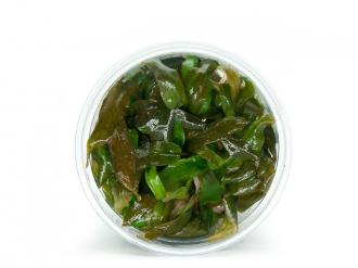 GrowCup CRYPTOCORYNE WENDTII Brown - In Vitro