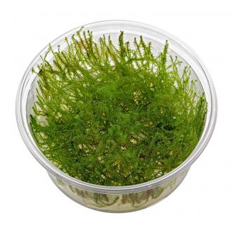Leptodictyum Riparium "stringy moss"