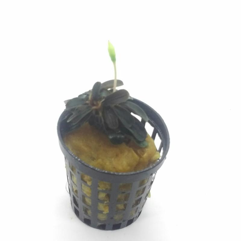 Bucephalandra kedagang Round