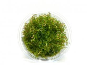 MYRIOPHYLLUM Tuberculatum Red - In Vitro