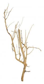 Dekoračný koreň Branch Wood
