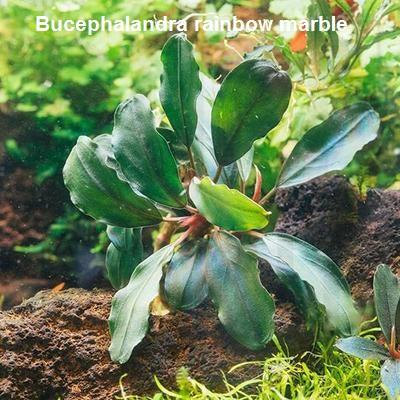 Bucephalandra rainbow Marble