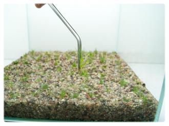 GrowCup Eleocharis parvula - In Vitro