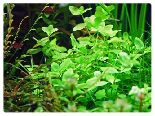 GrowCup BACOPA Australis - In Vitro