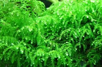 Vesicularia ferriei "Weeping moss"