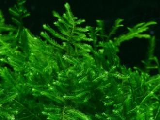 Vesicularia montagnei "Christmas moss"