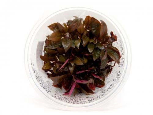 GrowCup ALTERNANTHERA SP.RED - In Vitro