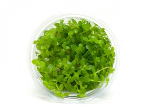 GrowCup BACOPA Australis - In Vitro