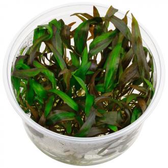CRYPTOCORYNE WENDTII Affinis - In Vitro